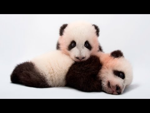 Photo Ark: Saving Species One Photo at a Time